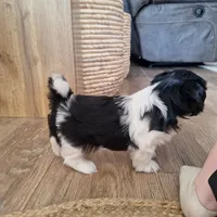 Daisy, a female Shih Tzu for sale in Beach City, OH – 3 of 8