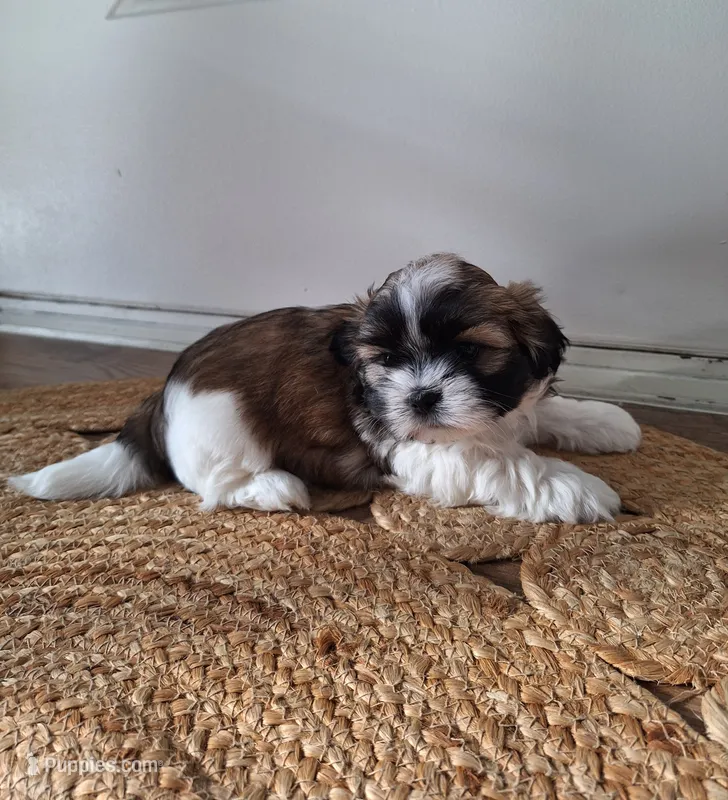 Sophie  – Shih Tzu puppy for sale in Beach City, OH