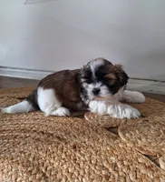 Sophie , a female Shih Tzu for sale in Beach City, OH – 1 of 10