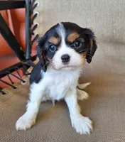 Benji, a male Cavalier King Charles Spaniel for sale in Beach City, OH – 3 of 5