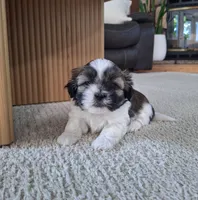 Sadie, a female Shih Tzu for sale in Beach City, OH – 4 of 8