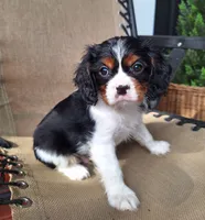 Archie, a male Cavalier King Charles Spaniel for sale in Beach City, OH – 3 of 6