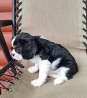Daisy , a female Cavalier King Charles Spaniel for sale in Beach City, OH – 4 of 7