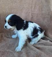 Maggie, a female Cavalier King Charles Spaniel for sale in Beach City, OH – Photo 3 of 6