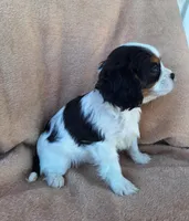 Maggie, a female Cavalier King Charles Spaniel for sale in Beach City, OH – Photo 5 of 6