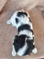 Maggie, a female Cavalier King Charles Spaniel for sale in Beach City, OH – Photo 6 of 6