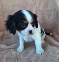 Maggie, a female Cavalier King Charles Spaniel for sale in Beach City, OH – Photo 2 of 6
