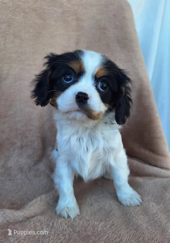 Maggie, a female Cavalier King Charles Spaniel for sale in Beach City, OH – Photo 1 of 6