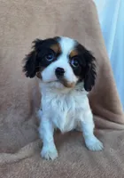 Maggie, a female Cavalier King Charles Spaniel for sale in Beach City, OH – Photo 1 of 6