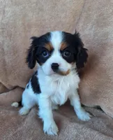 Maggie, a female Cavalier King Charles Spaniel for sale in Beach City, OH – Photo 4 of 6
