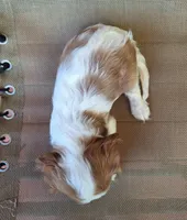 Sadie, a female Cavalier King Charles Spaniel for sale in Beach City, OH – 3 of 5