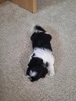 Daisy, a female Shih Tzu for sale in Beach City, OH – 8 of 8
