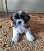 Sophie , a female Shih Tzu for sale in Beach City, OH – 7 of 10