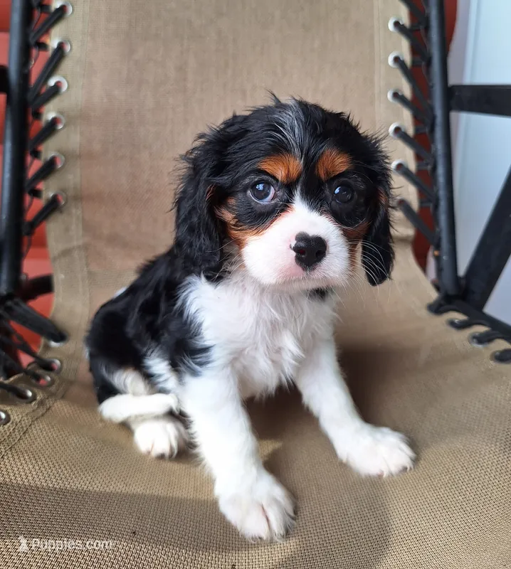 Autumn  – Cavalier King Charles Spaniel puppy for sale in Beach City, OH