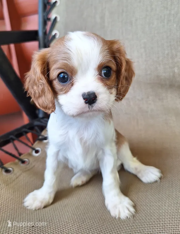 Sadie – Cavalier King Charles Spaniel puppy for sale in Beach City, OH