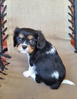 Winston , a male Cavalier King Charles Spaniel for sale in Beach City, OH – 4 of 7