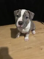 Kisses, a female American Bulldog and American Pit Bull Terrier for sale in Columbia, MD – 3 of 4