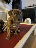 Kisses, a female American Bulldog and American Pit Bull Terrier for sale in Columbia, MD – 2 of 4