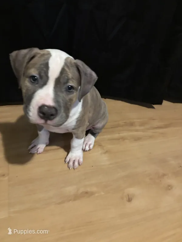 Re – American Staffordshire Terrier, American Pit Bull Terrier puppy for sale in Columbia, MD