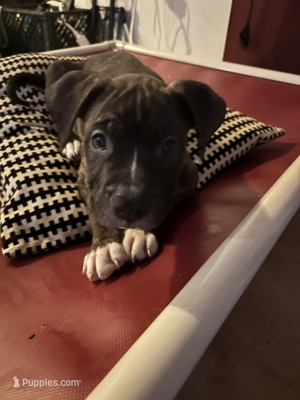 Kisses – American Bulldog, American Pit Bull Terrier puppy for sale in Columbia, MD
