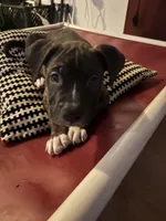 Kisses, a female American Bulldog and American Pit Bull Terrier for sale in Columbia, MD – 1 of 4