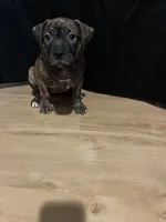 Kisses, a female American Bulldog and American Pit Bull Terrier for sale in Columbia, MD – 4 of 4