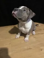 Re, a female American Staffordshire Terrier and American Pit Bull Terrier for sale in Columbia, MD – 2 of 2