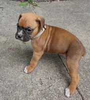 Cappie, a female Boxer for sale in Wolbach, NE – 2 of 2