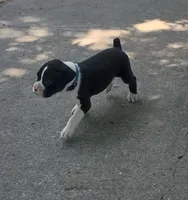 Ross, a male Boxer for sale in Wolbach, NE – 2 of 2
