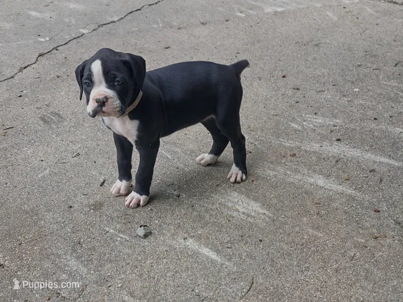 Sally – Boxer puppy for sale in Wolbach, NE