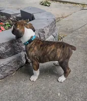 Max, a male Boxer for sale in Wolbach, NE – 2 of 2