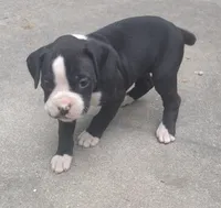 Sally, a female Boxer for sale in Wolbach, NE – 2 of 2