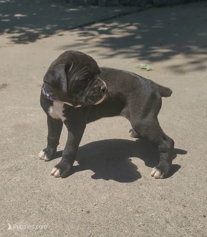 Amy – Boxer puppy for sale in Wolbach, NE