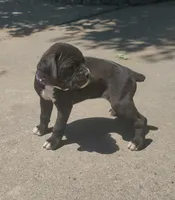 Amy, a female Boxer for sale in Wolbach, NE – 1 of 2