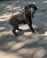 Amy, a female Boxer for sale in Wolbach, NE – 2 of 2