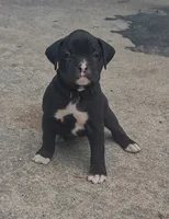 Jet, a male Boxer for sale in Wolbach, NE – 2 of 2