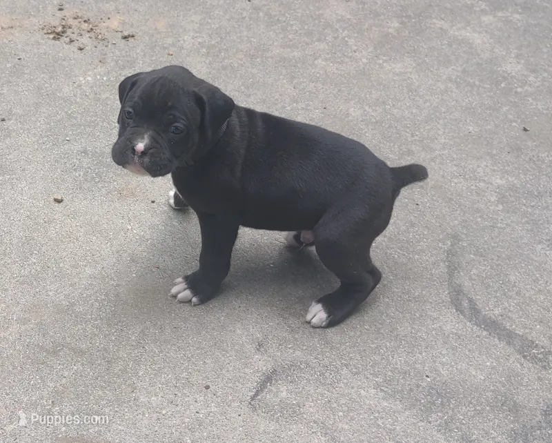 Jet – Boxer puppy for sale in Wolbach, NE