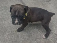 Gracie , a female Boxer for sale in Wolbach, NE – 2 of 2