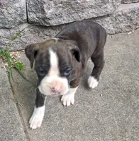 Macy, a female Boxer for sale in Wolbach, NE – 2 of 2