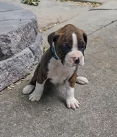 Max, a male Boxer for sale in Wolbach, NE – 1 of 2