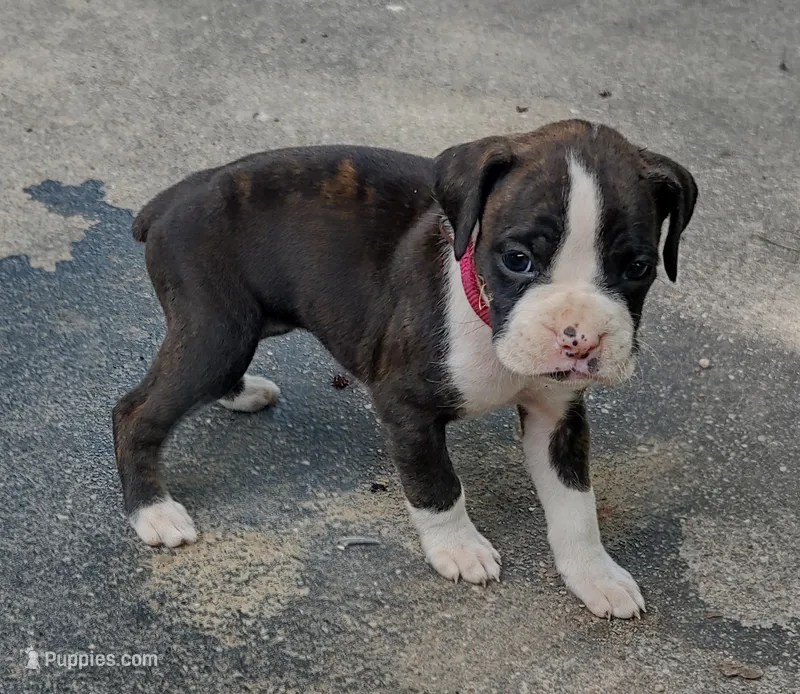 Macy – Boxer puppy for sale in Wolbach, NE
