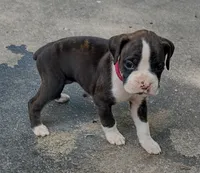 Macy, a female Boxer for sale in Wolbach, NE – 1 of 2