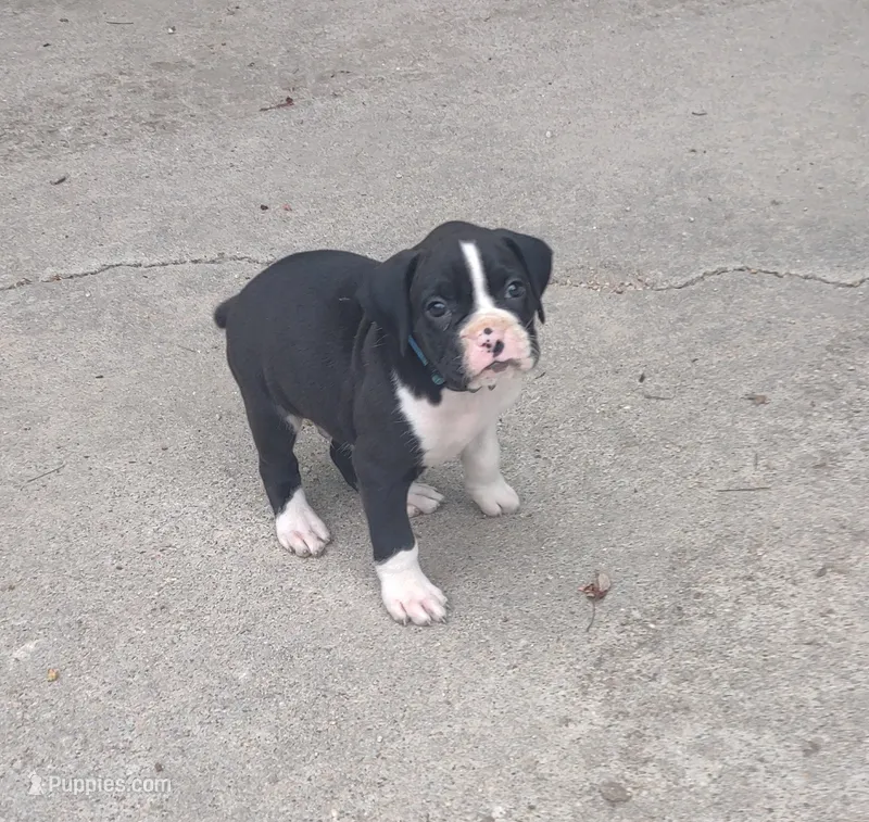 Ross – Boxer puppy for sale in Wolbach, NE