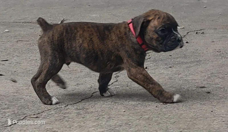 Duke – Boxer puppy for sale in Wolbach, NE
