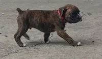 Duke, a male Boxer for sale in Wolbach, NE – 1 of 2