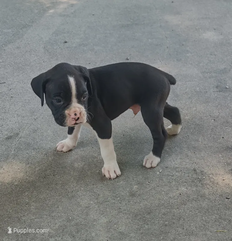 Ross – Boxer puppy for sale in Wolbach, NE