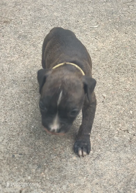 Gracie  – Boxer puppy for sale in Wolbach, NE