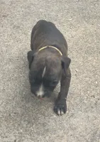 Gracie , a female Boxer for sale in Wolbach, NE – 1 of 2