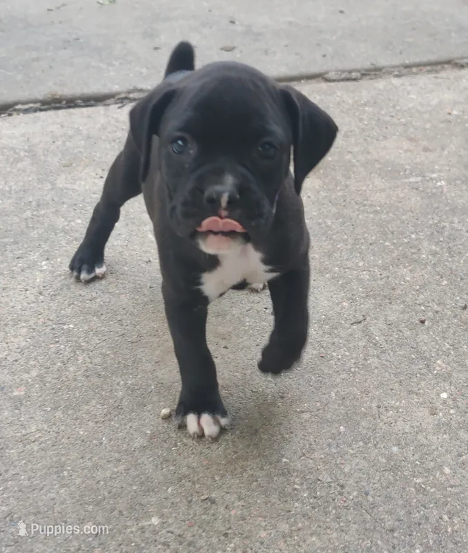 Amy – Boxer puppy for sale in Wolbach, NE