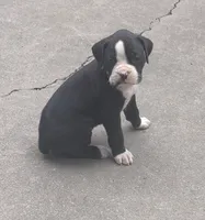 Sally, a female Boxer for sale in Wolbach, NE – 1 of 2